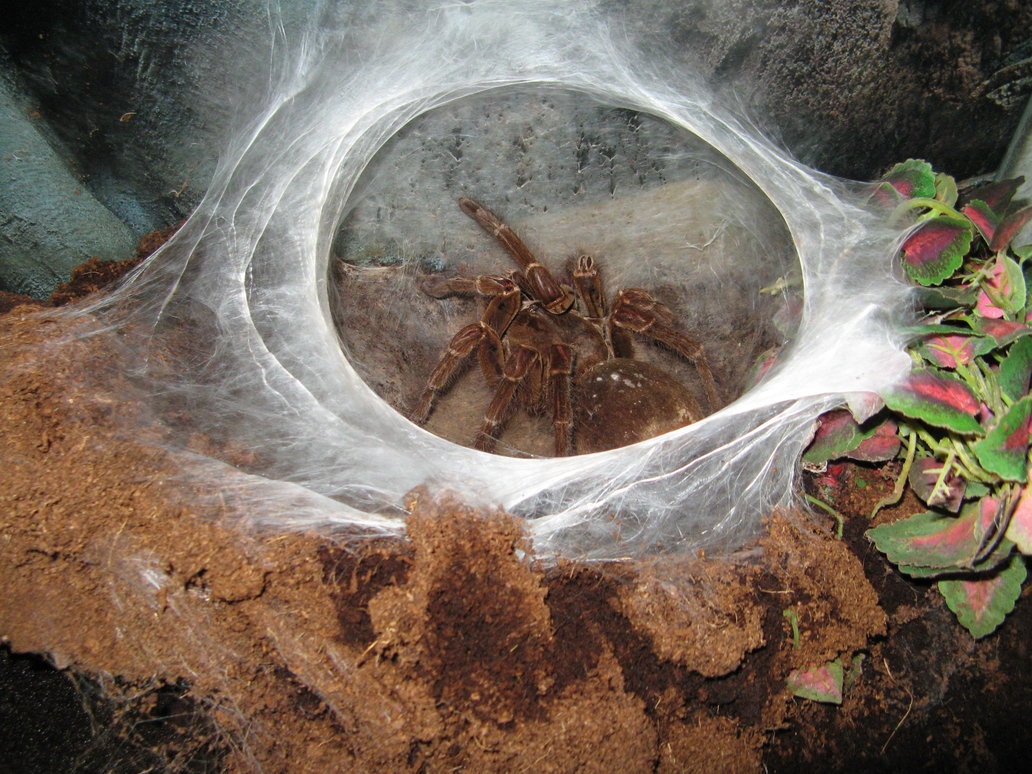 самые большие пауки в мире фотографии