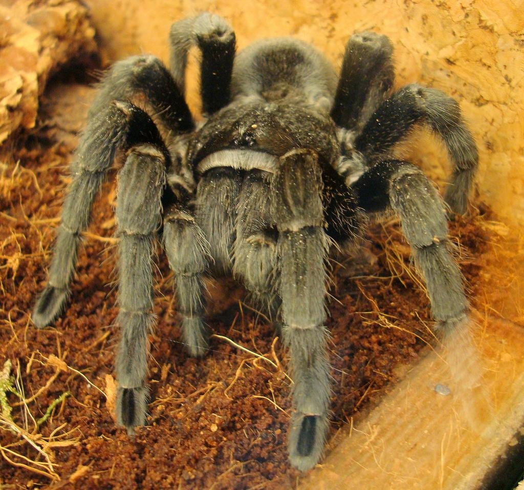 Самый большой тарантул в мире фото
